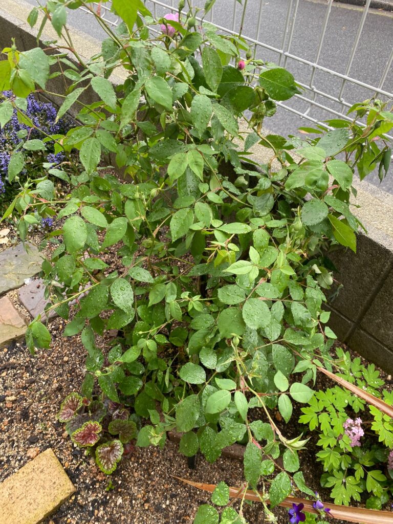 植え替え翌日のようす