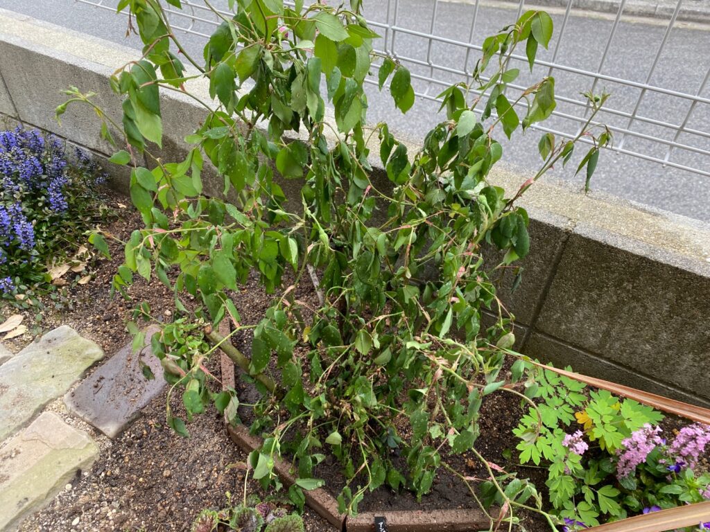 植え替え直後のようす