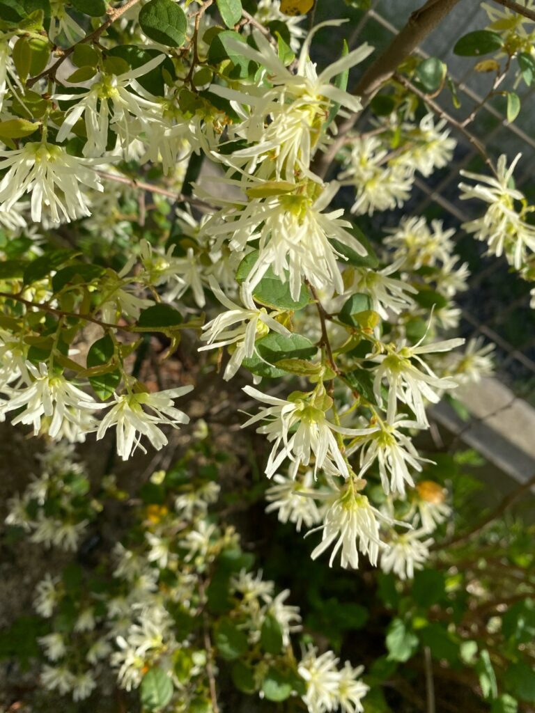 トキワマンサクの花